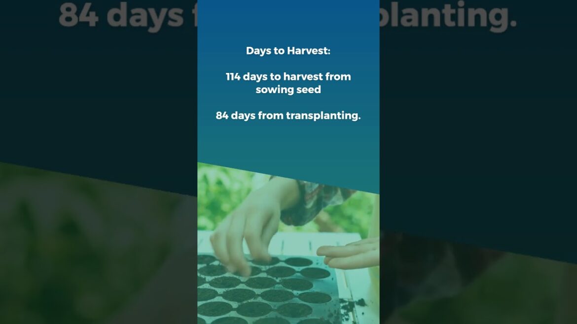 All-America Selections Flowers & Vegetables: Tomato Pink Delicious Tomato Pink Delicious