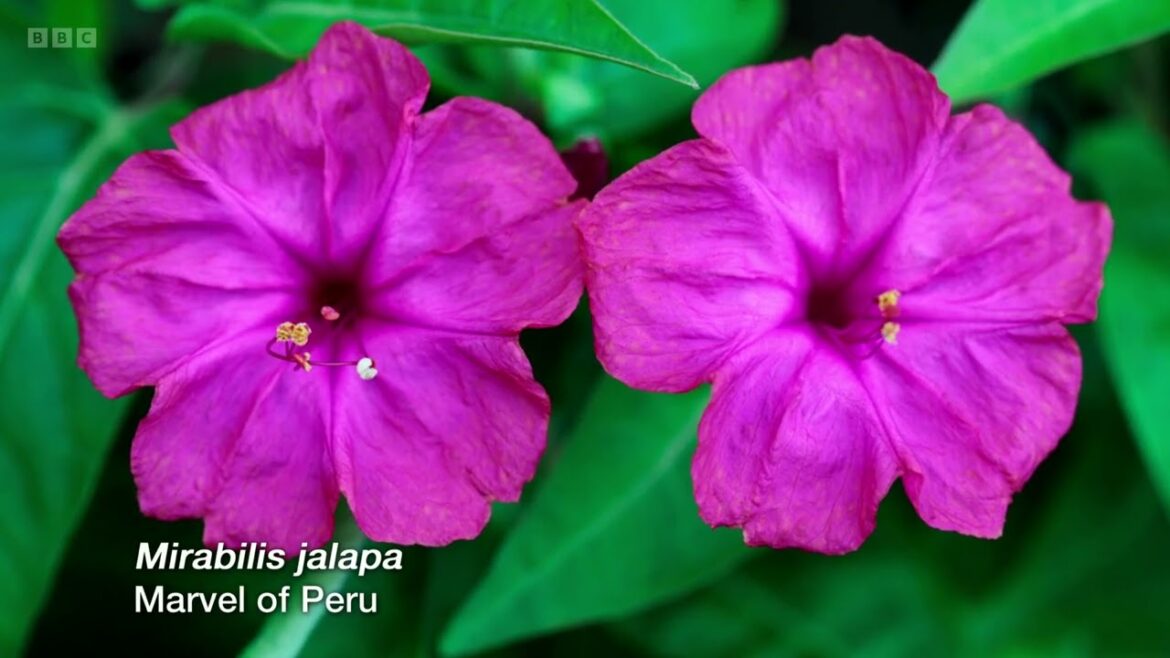 Gardeners World 2023 Episode 2 – Gardeners World S56E02 Gardeners World 2023 Episode 2 - Gardeners World S56E02