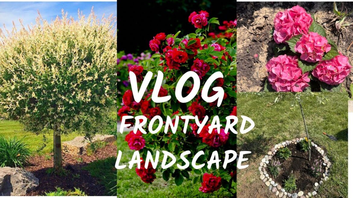 Front yard landscape Ideas | Planted our First Tree | Shopping @ Home Depot | Garden update | SherB Front yard landscape Ideas | Planted our First Tree | Shopping @ Home Depot | Garden update | SherB