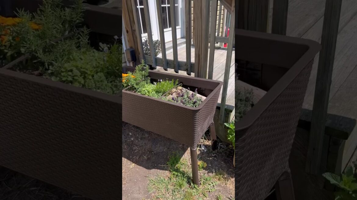 DIY BABY TORTOISE GARDEN! #shorts DIY BABY TORTOISE GARDEN! #shorts