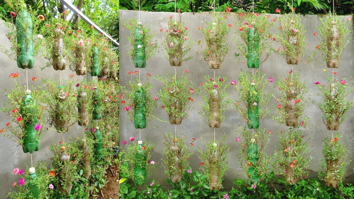 Wonderful Hanging Garden from Plastic Bottles, Remarkable Recycled Gardening Ideas Wonderful Hanging Garden from Plastic Bottles, Remarkable Recycled Gardening Ideas
