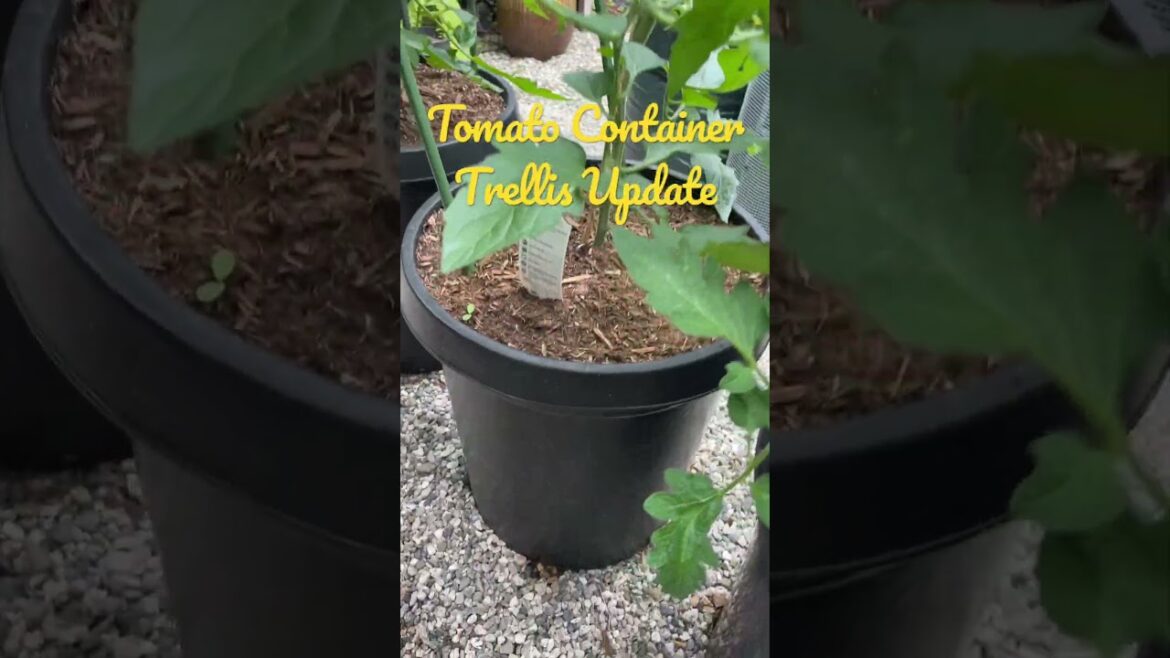 Custom Tomato Container Trellis Update | Container Vegetable Gardening
