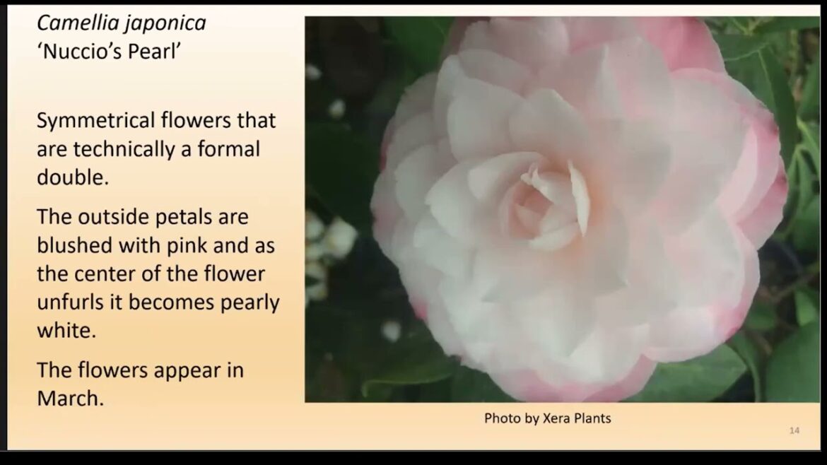 Creating Year-Round Color in Your Garden with OSU Master Gardeners