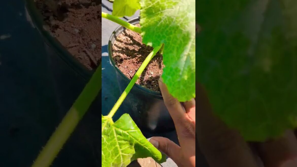 Growing Zucchini and squash plants in containers - Watering Tips for beginners! #shorts