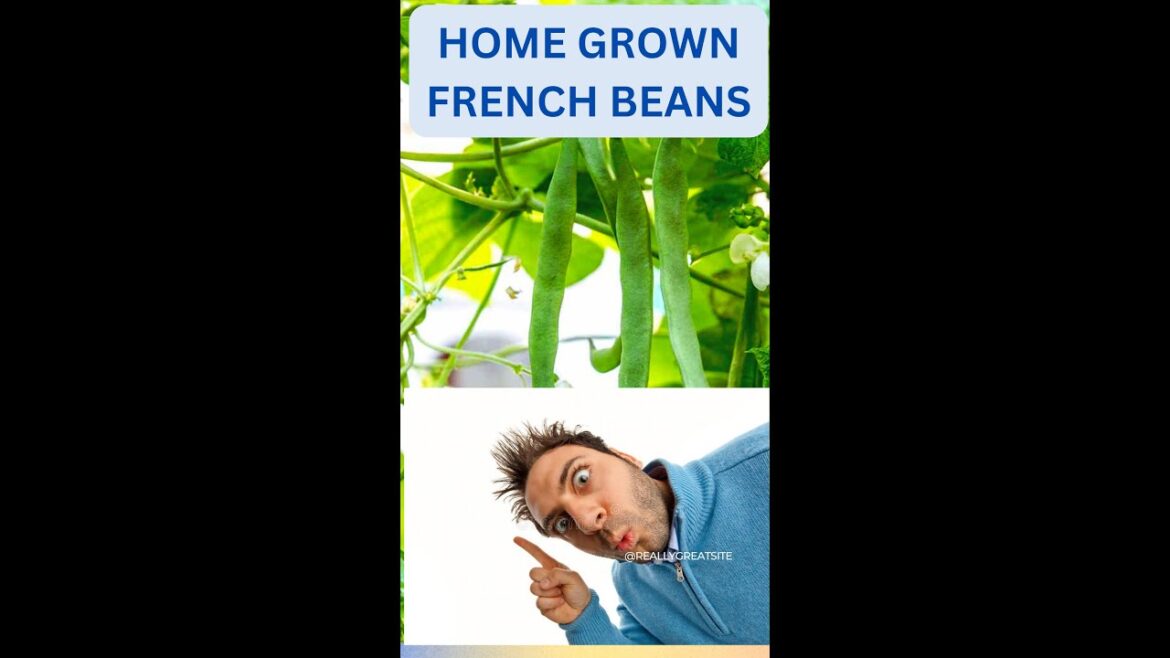 Green Beans Plant #shorts  #SHORTS #gardening #garden #gardenscapes #gardentips #tips #tipsandtricks