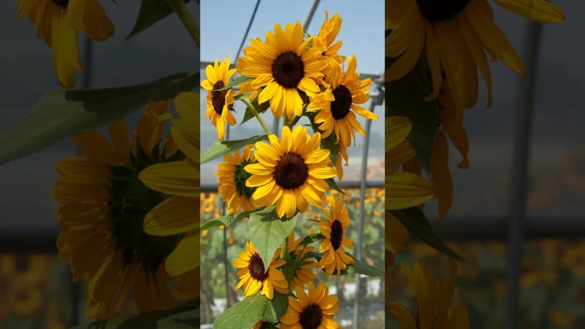 All-America Selections Flowers & Vegetables: Sunflower Concert Belle Sunflower Concert Belle