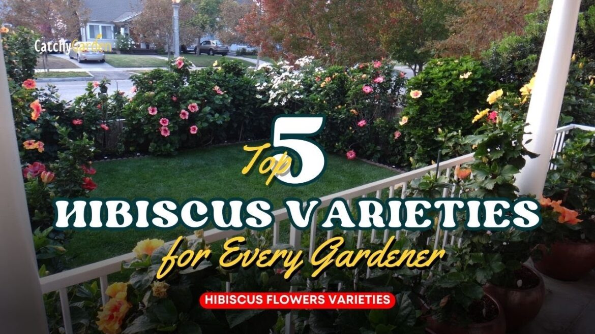 5 Must Have Hibiscus Varieties for Every Gardener πΊπ // gardening Ideas 5 Must Have Hibiscus Varieties for Every Gardener πΊπ // gardening Ideas