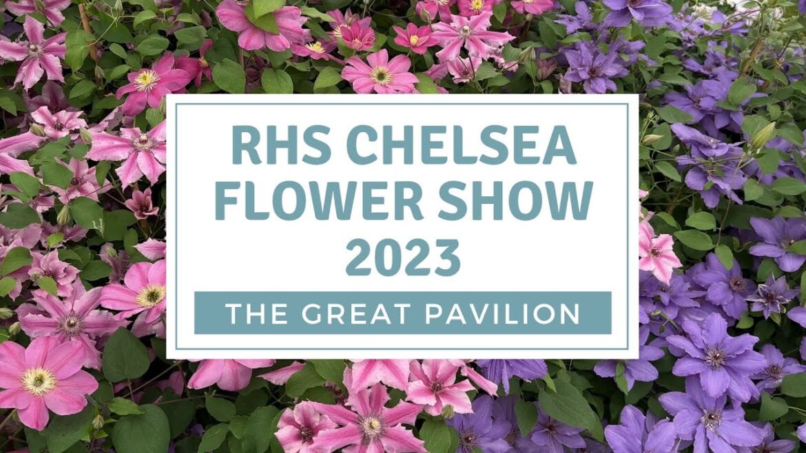 RHS Chelsea Flower Show 2023 / The Great Pavilion / RHS Chelsea Plant of the Year 2023