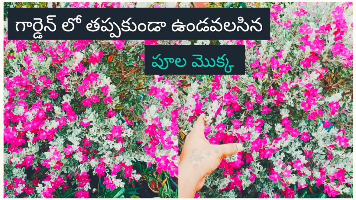 Texas sage plant care tips telugu | how to grow texas sage plant | In Telugu