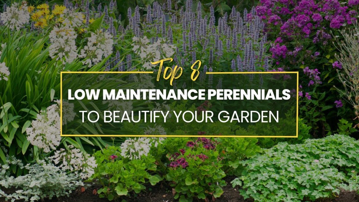 Low-Maintenance Perennials : 8 Plants to Beautify Your Garden Low-Maintenance Perennials : 8 Plants to Beautify Your Garden