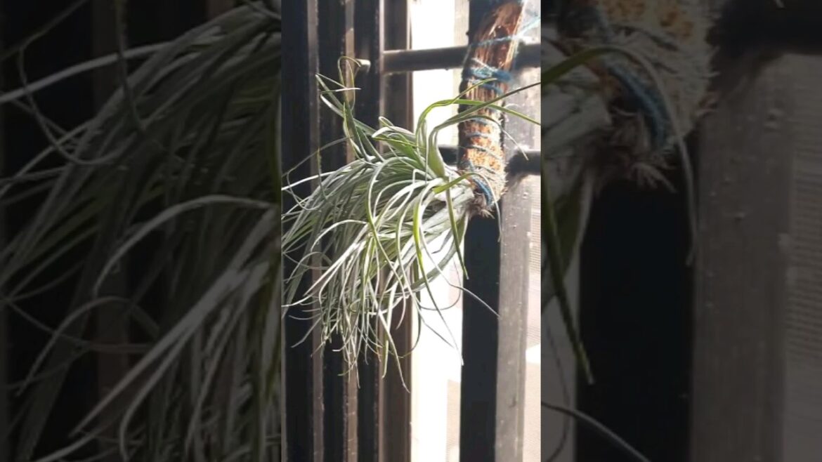 Gardening| Air Plant| एअर प्लांट #gardening #gardeningtips #gardenideas #plants #airplants #plant