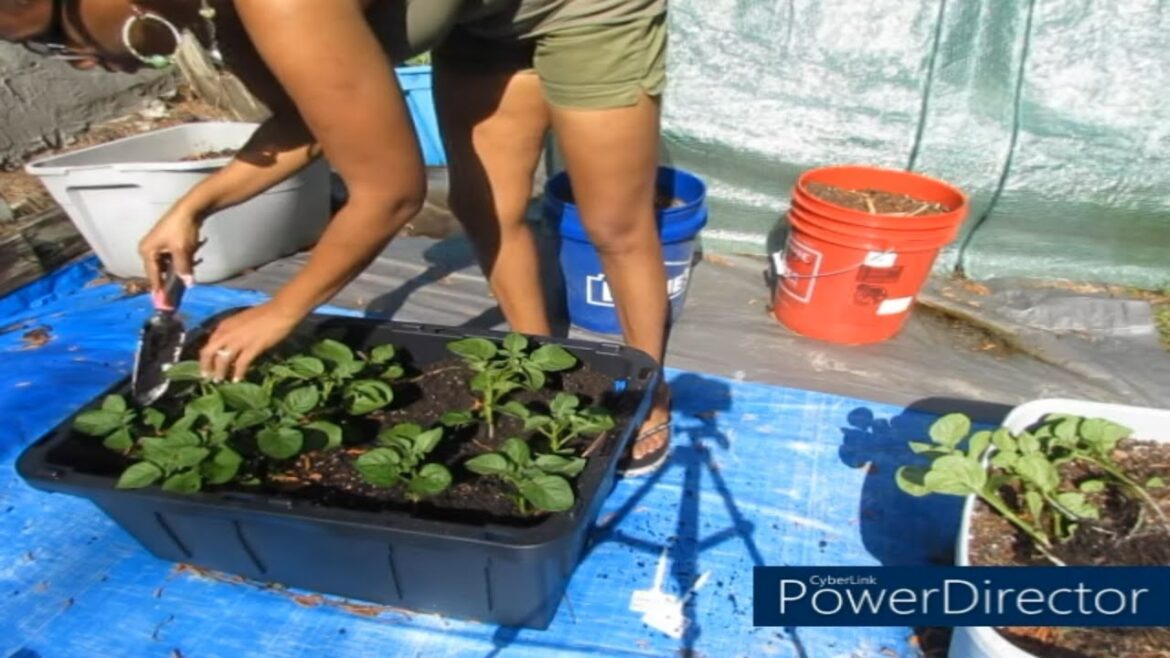 They said it couldn't be done ~Container Gardening 2022