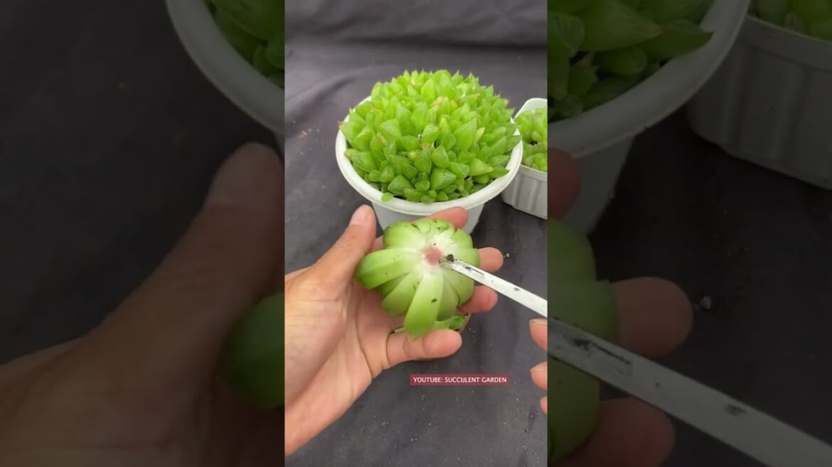 Useful tips for succulents | 多肉植物 | 다육이들 | Suculentas