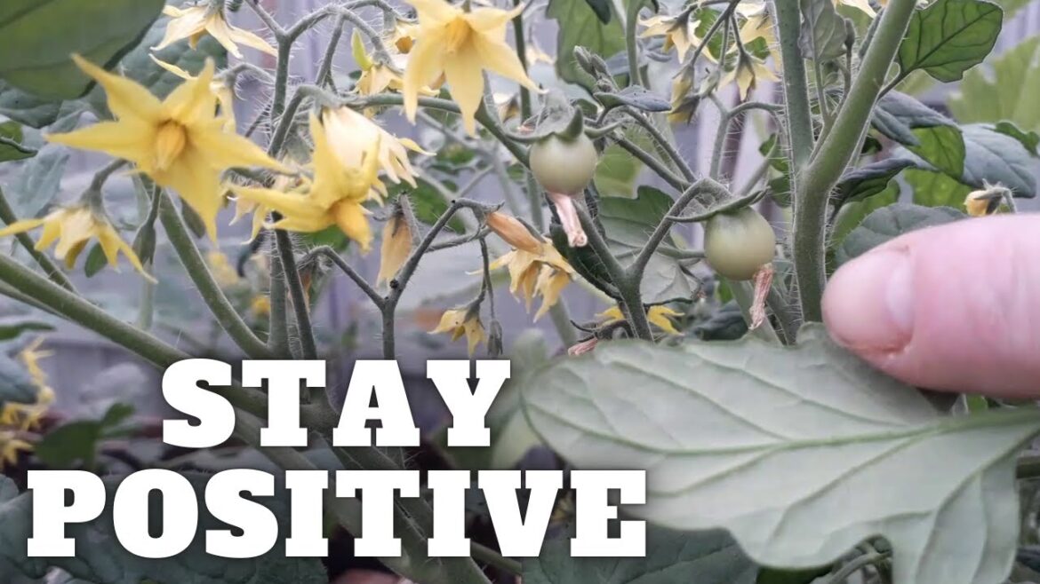 Positive Gardening UK [Gardening Allotment UK] [Grow Vegetables At Home ]