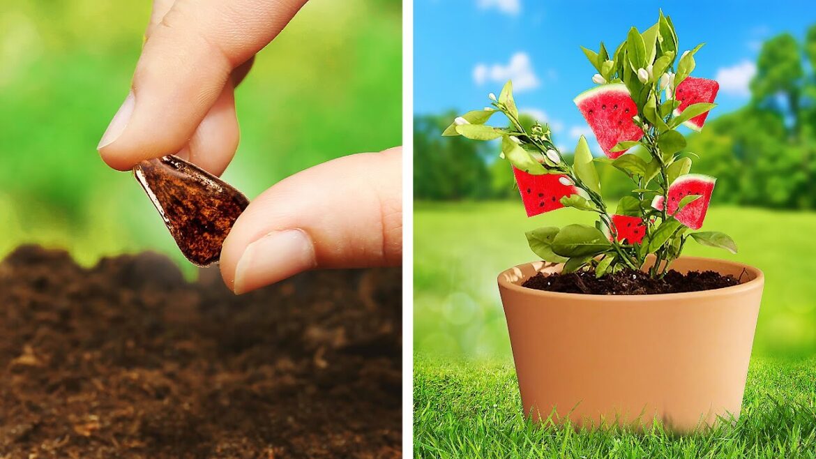 How to Grow Watermelon at Home? Top Garden ideas for your Plants How to Grow Watermelon at Home? Top Garden ideas for your Plants