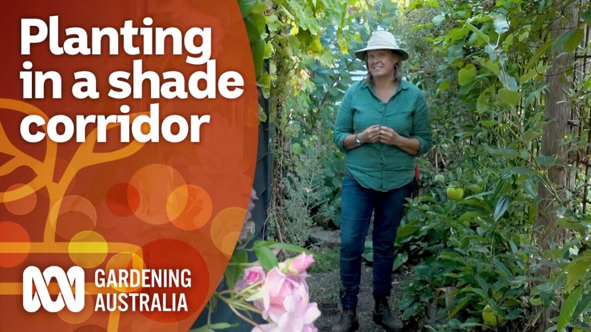 Creating a small space corridor garden in tough conditions | Garden Design | Gardening Australia Creating a small space corridor garden in tough conditions | Garden Design | Gardening Australia