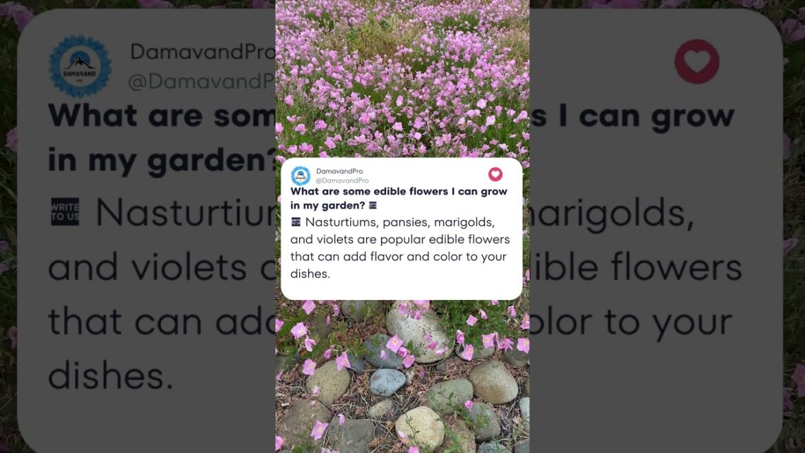 What are some edible flowers I can grow in my garden? 🤔 #shorts #garden #flowers