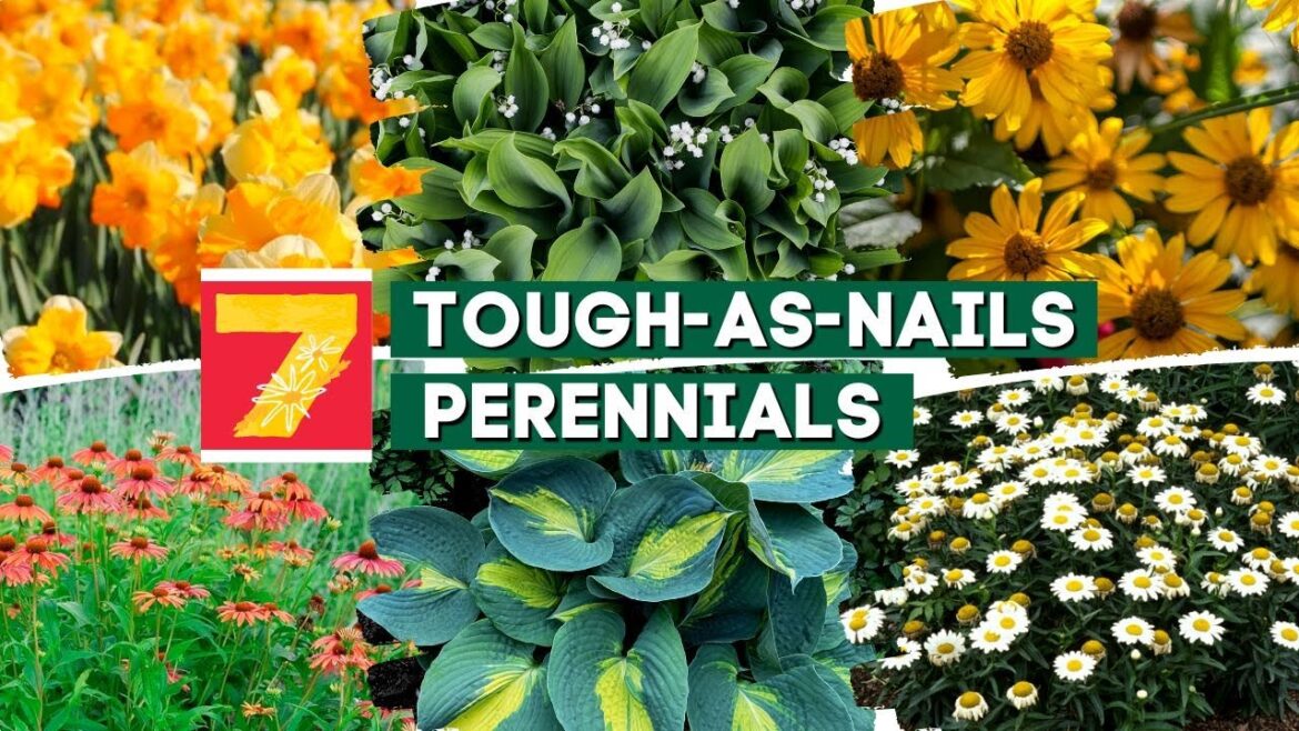 No Green Thumb Needed: 7 Tough-as-Nails Perennials! 🏆🌺🌼