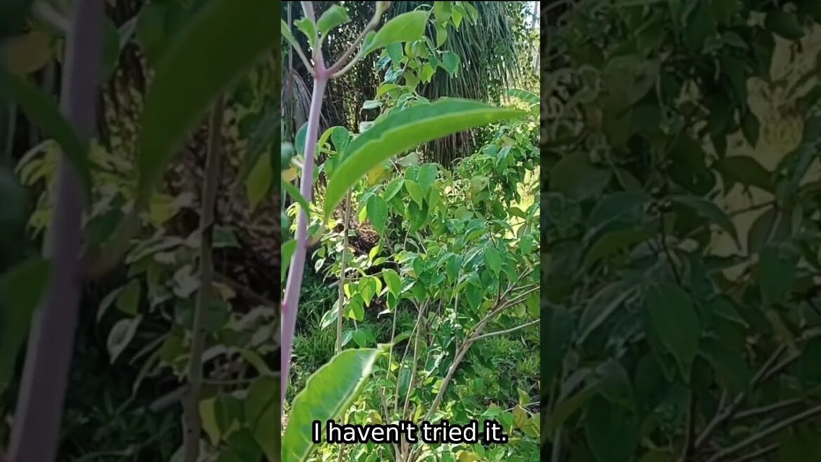 #shorts Poisonous Food Forest Plant Stacking Functions #shorts Poisonous Food Forest Plant Stacking Functions