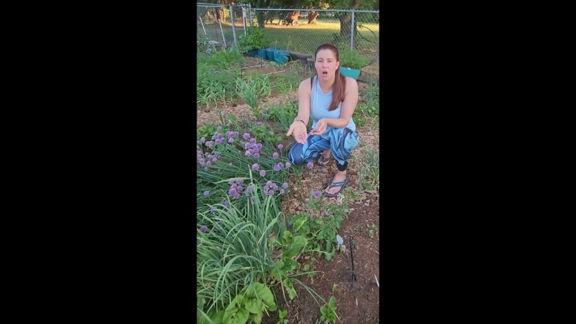 Did You Know The Beautiful Purple Chive Flower Is Edible! They Taste Like Chives and Are Delicious! Did You Know The Beautiful Purple Chive Flower Is Edible! They Taste Like Chives and Are Delicious!