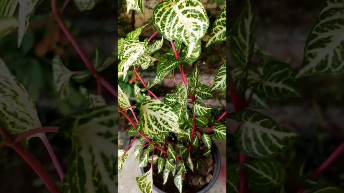 How to Grow Blood Leaf Iresine Herbstii Plant || Garden Tips and Care