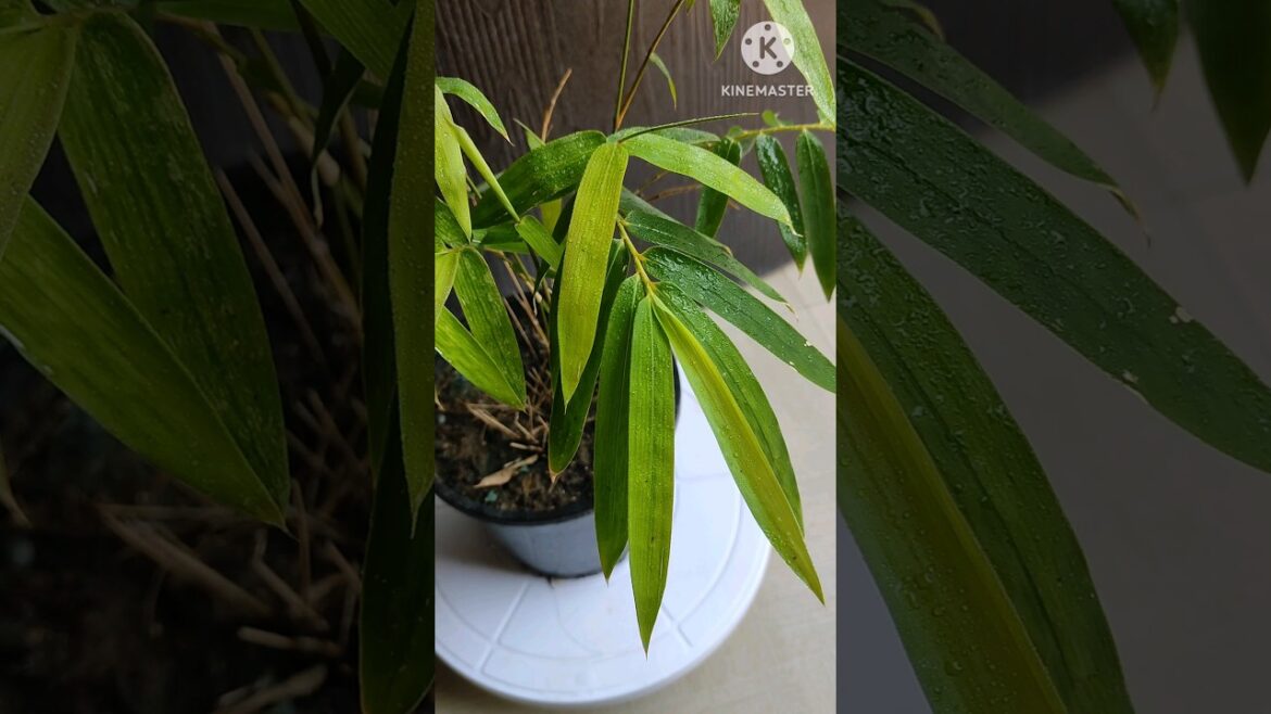 Sasa palmata@Rooted Greens#shorts#plants#indoor#garden#viral#shortvideos#viral shorts #grow #plants