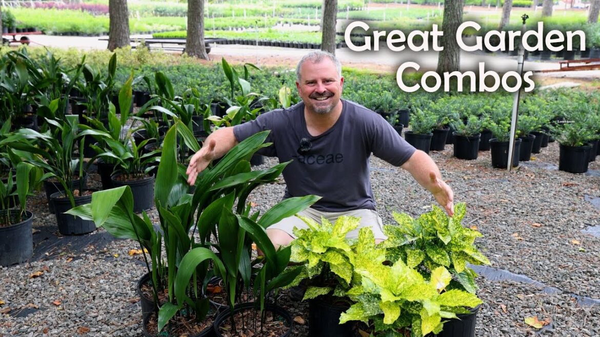 How to Pick Plants for the Greatest Impact in the Garden