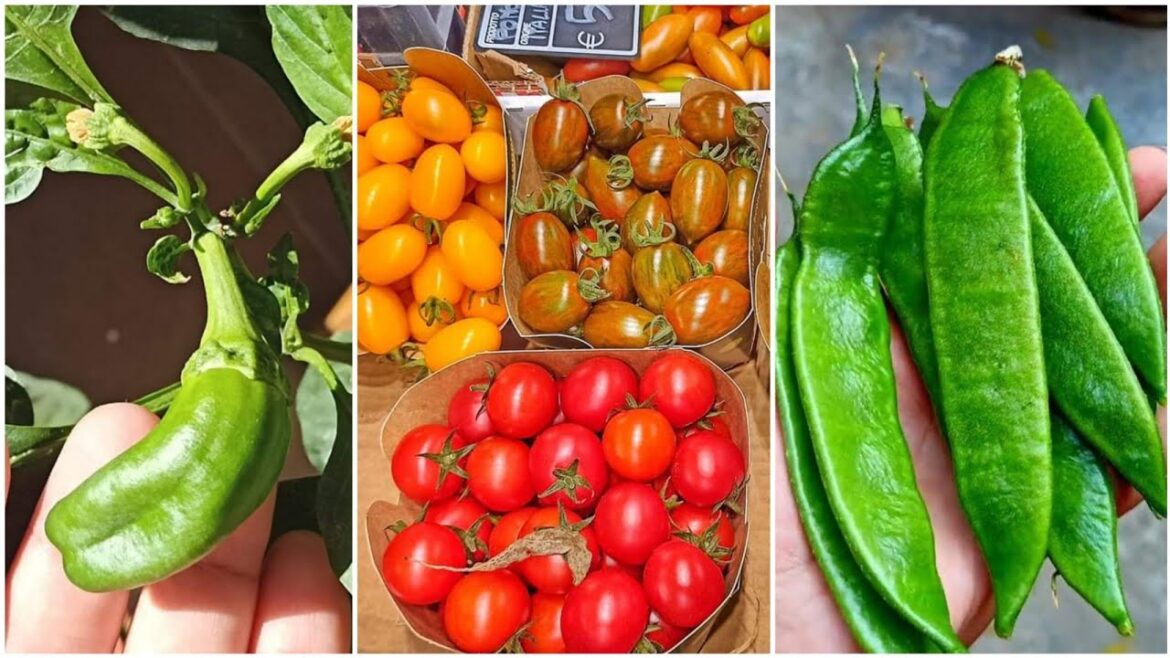 Vegetable Gardening Ideas at Home in Winter🌿 #indoorplants #kitchengarden #plantcare @IMGARDENER