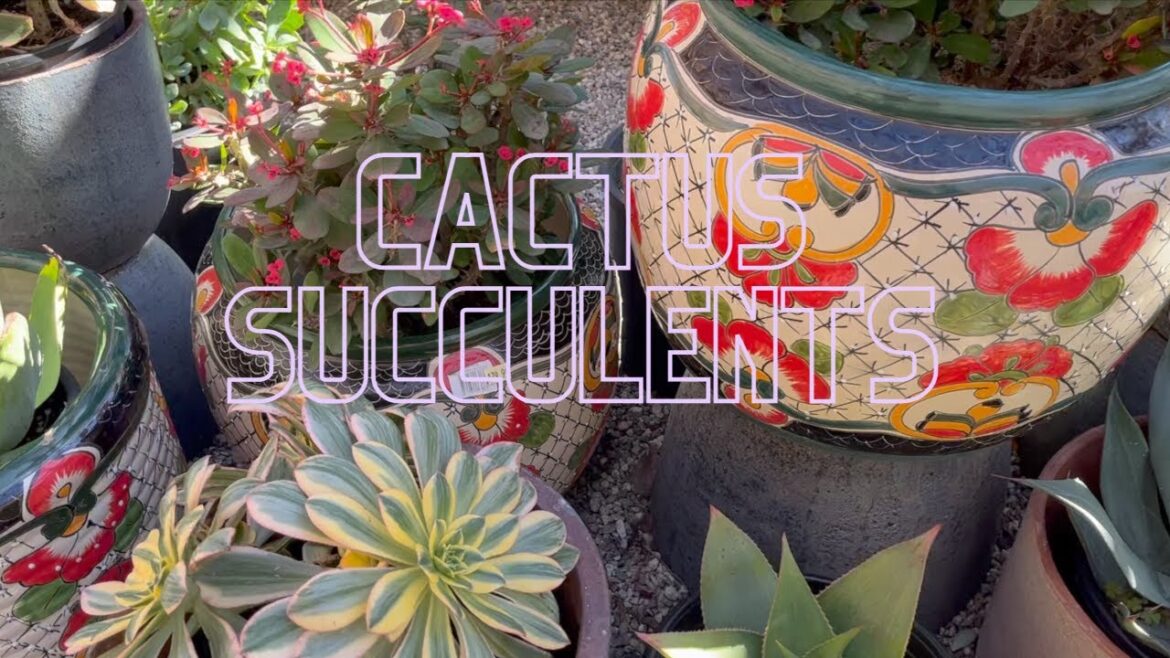 Cactus and Succulents at Armstrong Garden Centers & My Backyard Garden Project