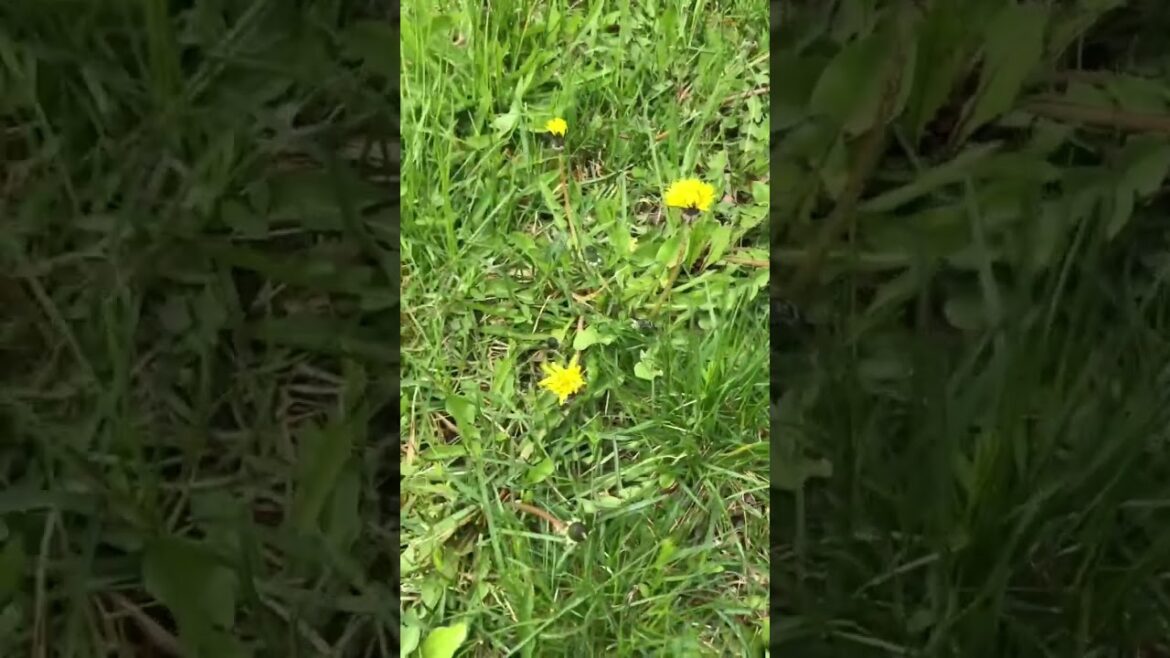 Dandelion Nutrition #Shorts  Dandelion Nutrition #Shorts 