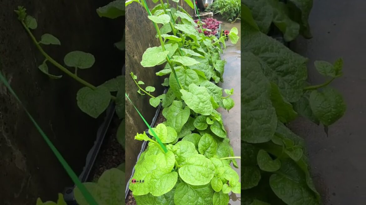 I growing garden at home by Meimei/ Vegetable I growing garden at home by Meimei/ Vegetable