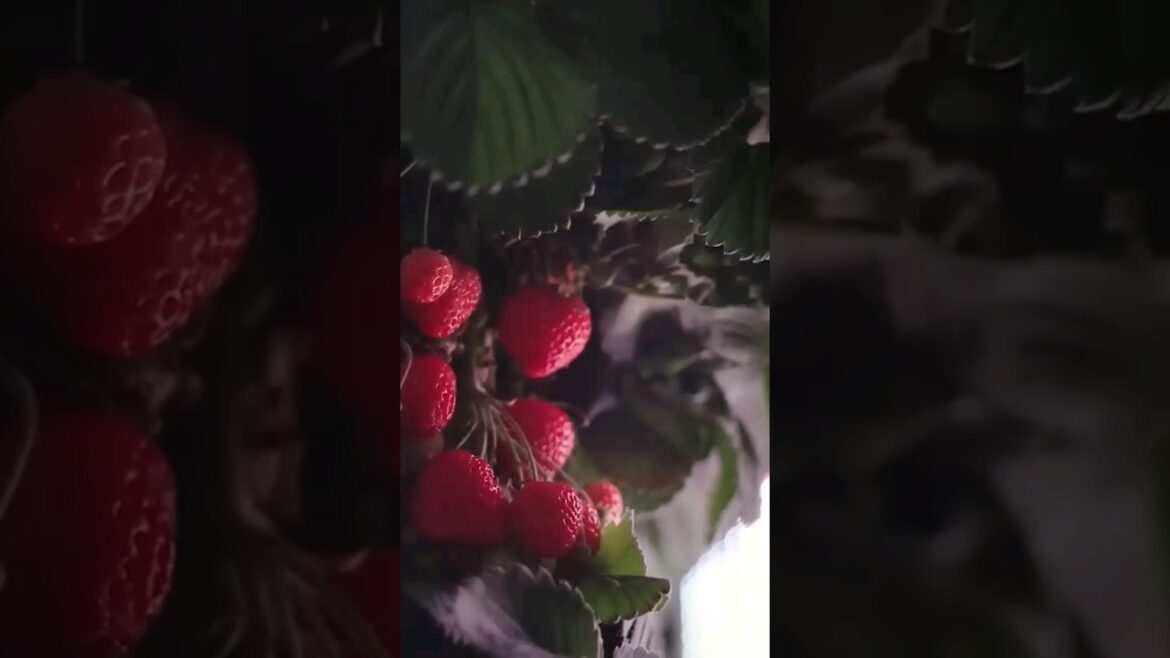 How Plenty uses advanced technology to grow fresh produce in optimal conditions? short