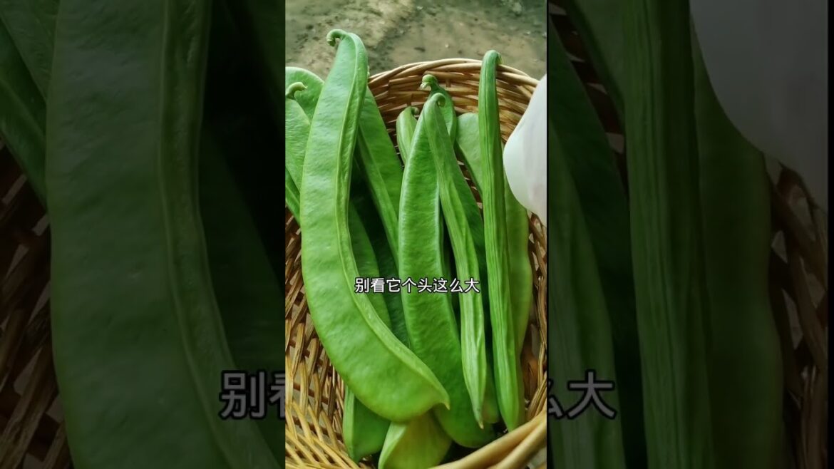 how to growth vegetable /gardening ideas for home how to growth vegetable /gardening ideas for home