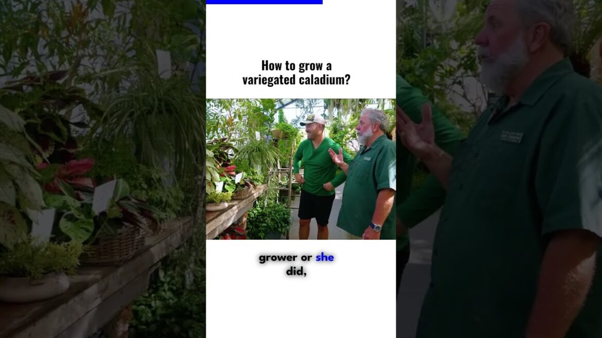 How to Grow a Variegated Caladium by An Expert Gardener