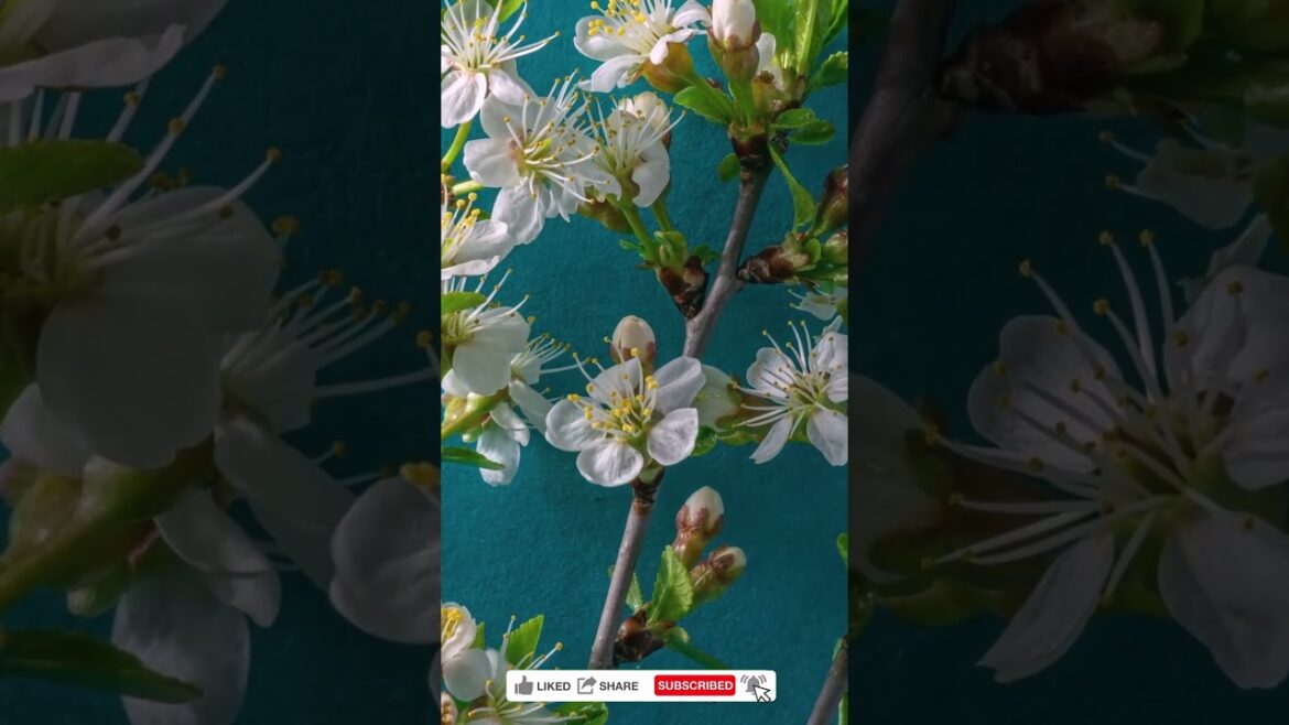 Spring Serenade | Time Lapse of Plum Flowers Blossoming on a Blue Background Spring Serenade | Time Lapse of Plum Flowers Blossoming on a Blue Background
