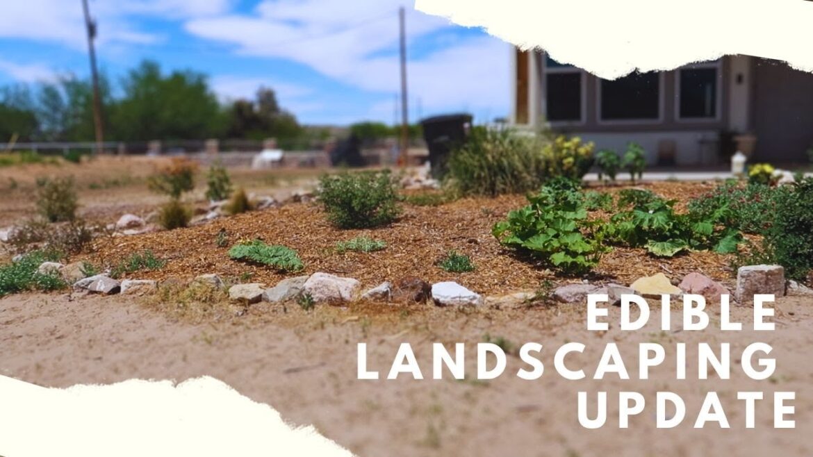 Edible Landscaping Progress and a Bug PROBLEM | VLOG