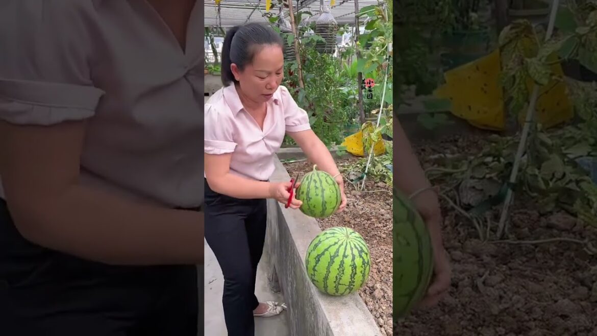 I growing garden at home by Meimei/ Vegetable I growing garden at home by Meimei/ Vegetable