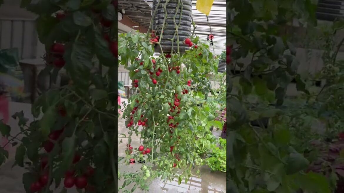 I growing garden at home by Meimei/ Vegetable I growing garden at home by Meimei/ Vegetable