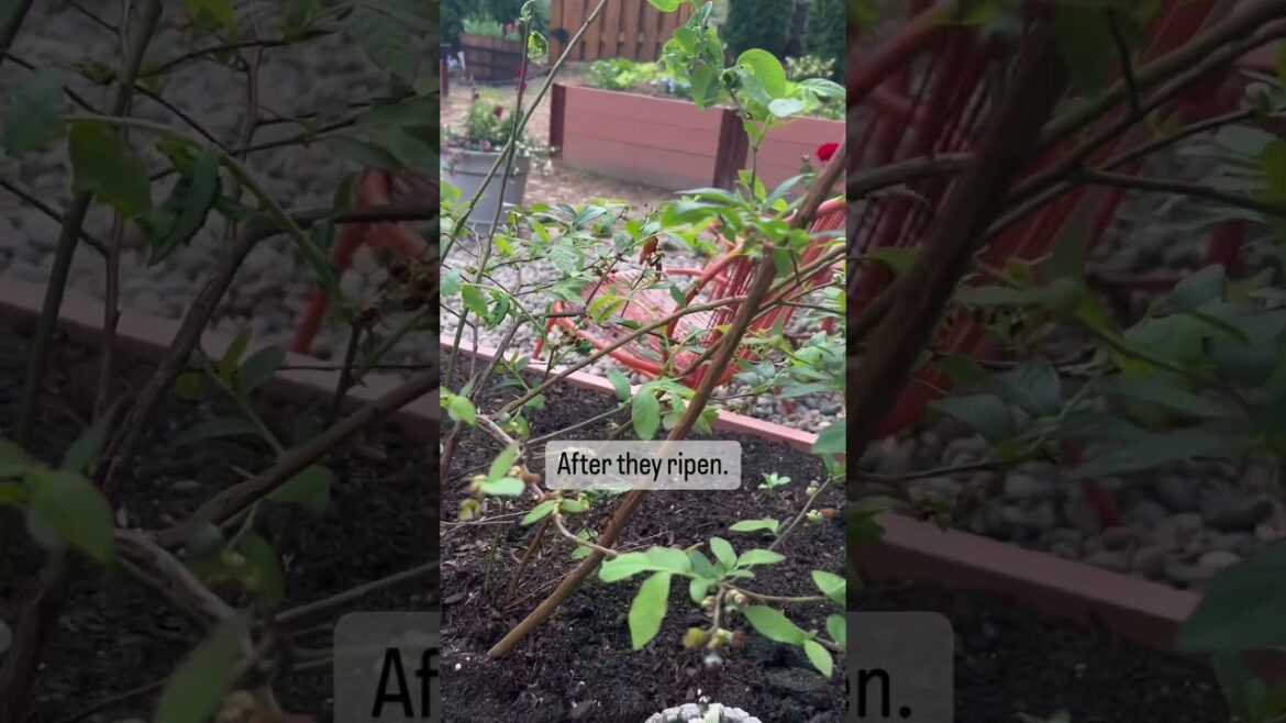 Home Gardening Blueberries Race: Me Vs Birds