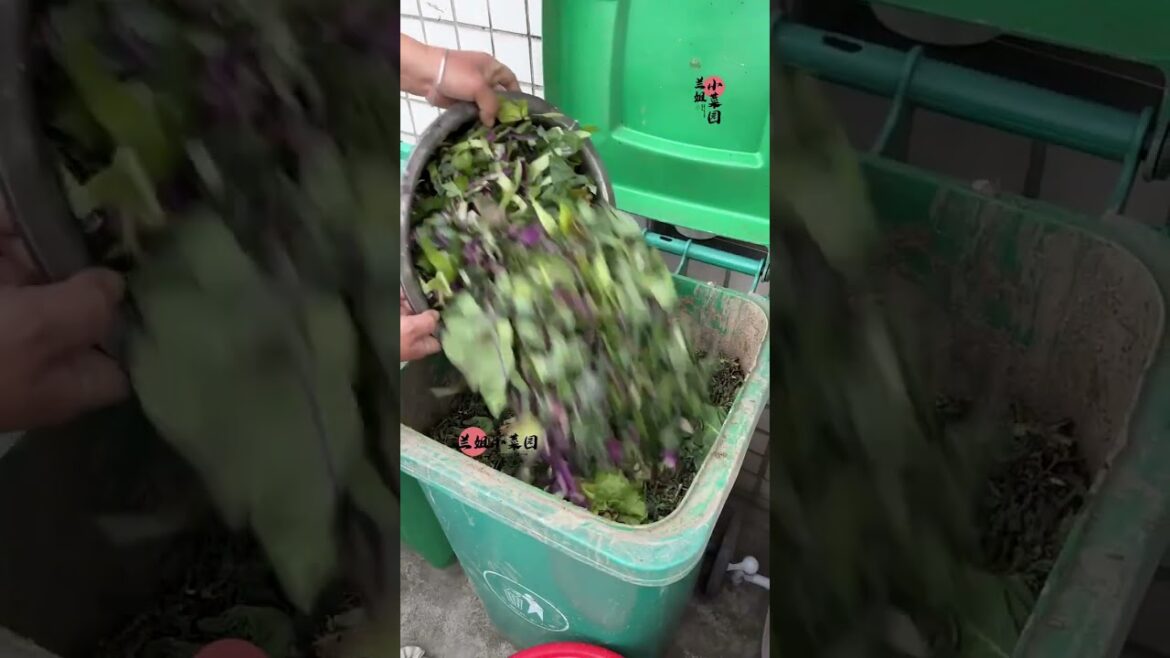 I growing garden at home by Meimei/ Vegetable I growing garden at home by Meimei/ Vegetable