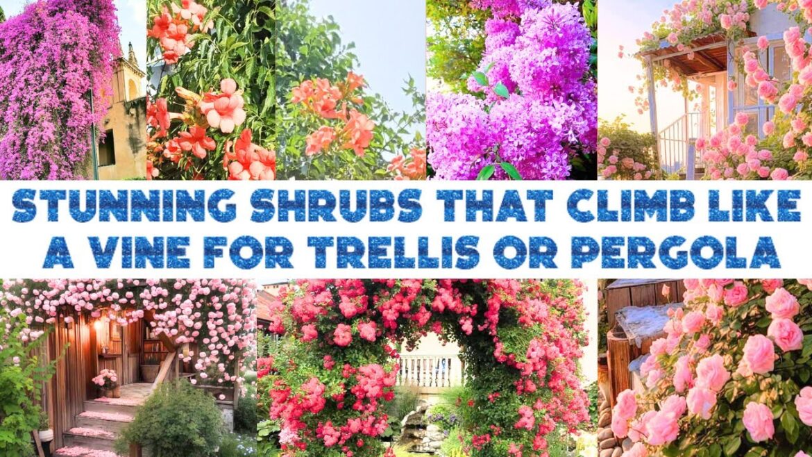 Stunning shrubs that climb like a vine for trellis or Pergola Stunning shrubs that climb like a vine for trellis or Pergola