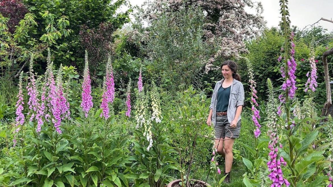 May Allotment Garden Tour 2023 May Allotment Garden Tour 2023