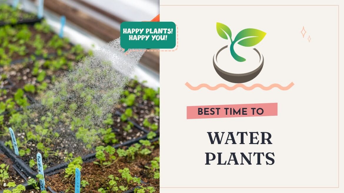 🍀🌸🌿Best Time to Water Plants: Uncover the Secrets of Gardening 🍀🌸🌿Best Time to Water Plants: Uncover the Secrets of Gardening