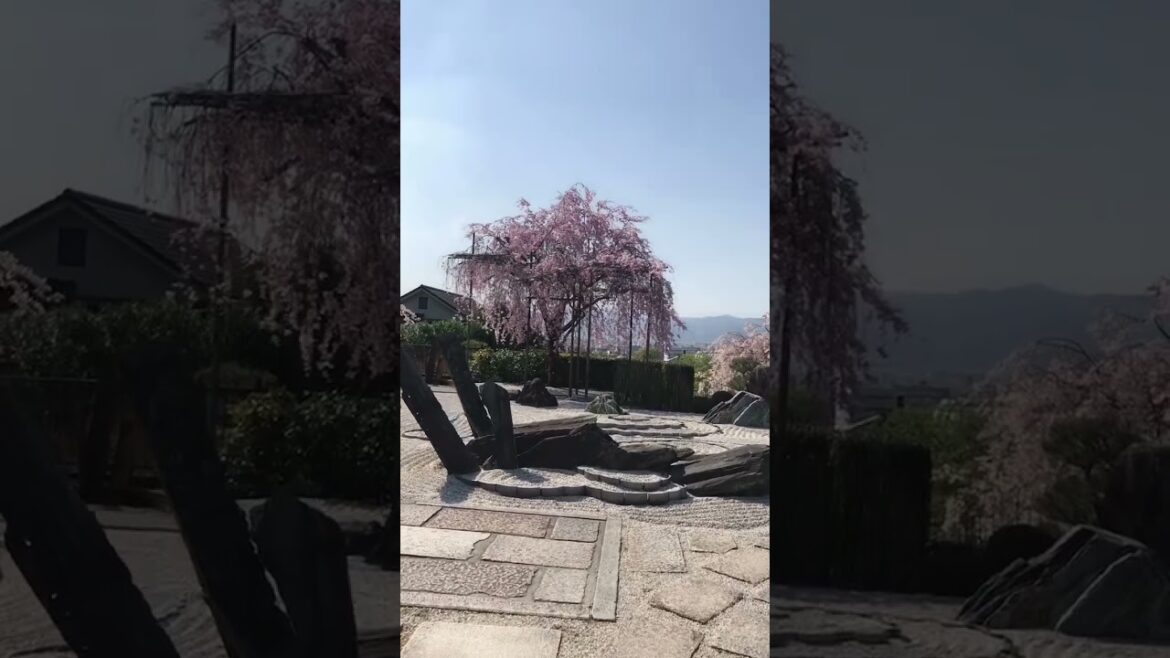 Beautiful cherry flowers in Japanese Garden