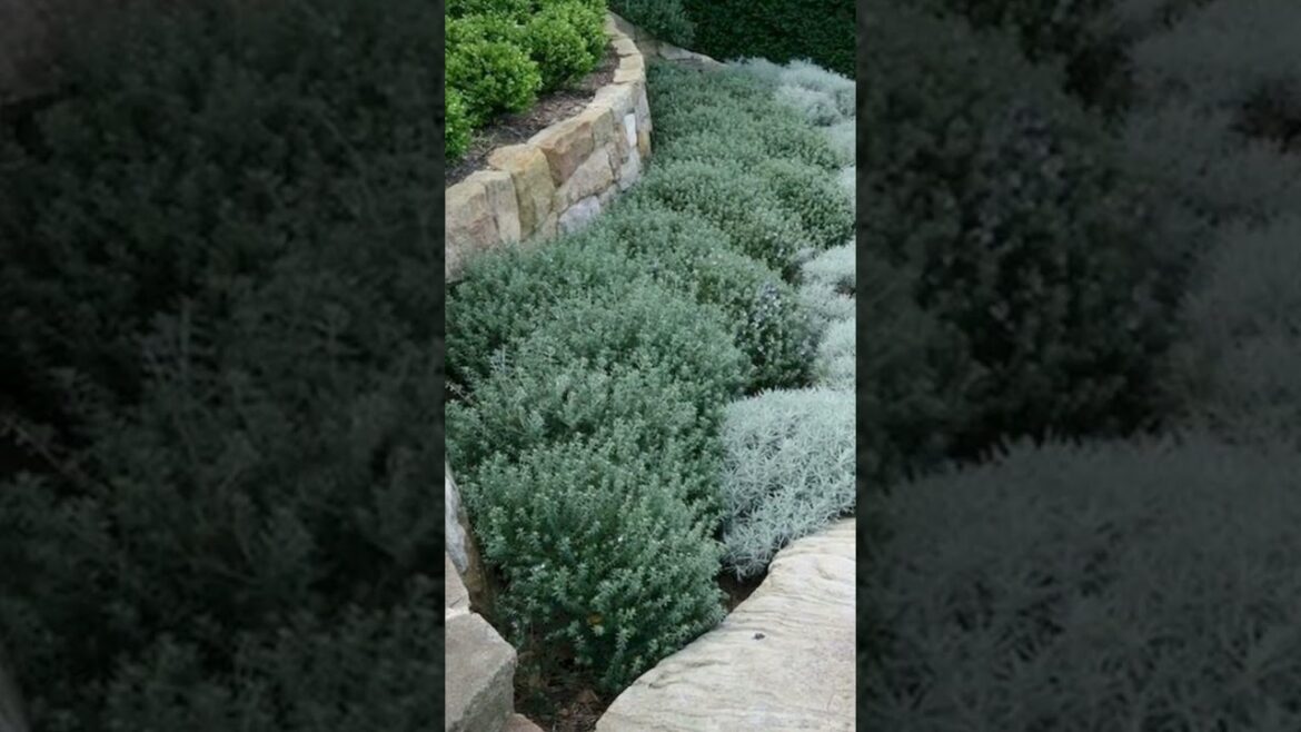 "50 Stunning Front Yard Landscaping Ideas to Transform Your Outdoor Space"