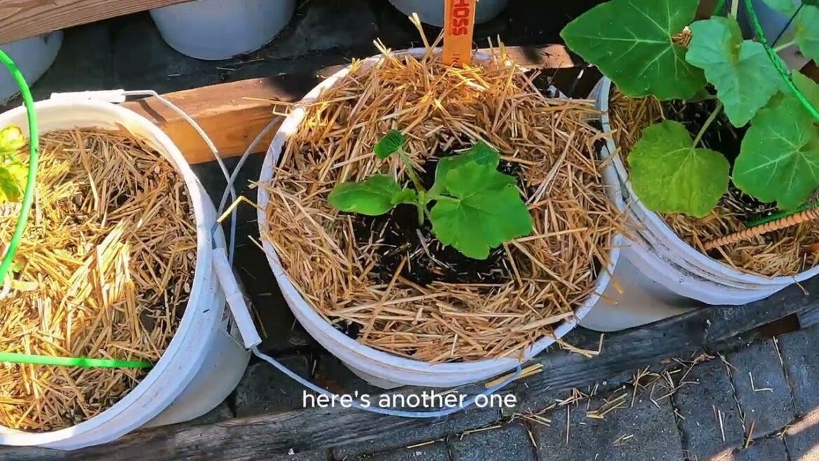 Late May Garden Tour || Mars-Hydro TS1000 Update Late May Garden Tour || Mars-Hydro TS1000 Update