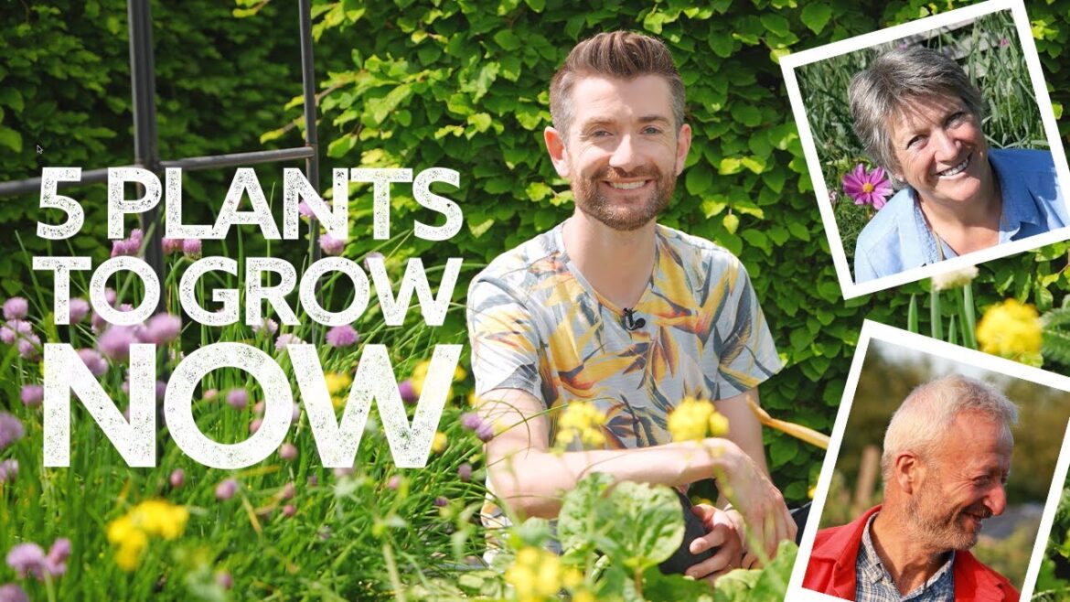 What to Plant in June | with Charles Dowding & Liz Zorab!