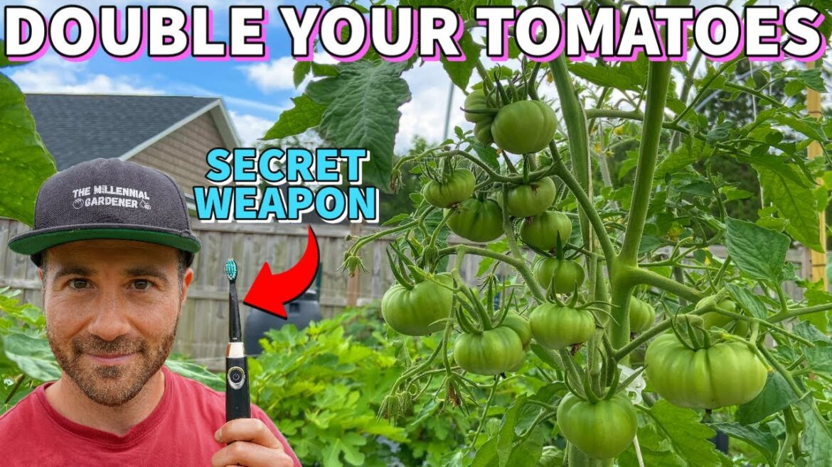 This Toothbrush Trick Is GUARANTEED To DOUBLE Your Tomato Harvest! This Toothbrush Trick Is GUARANTEED To DOUBLE Your Tomato Harvest!