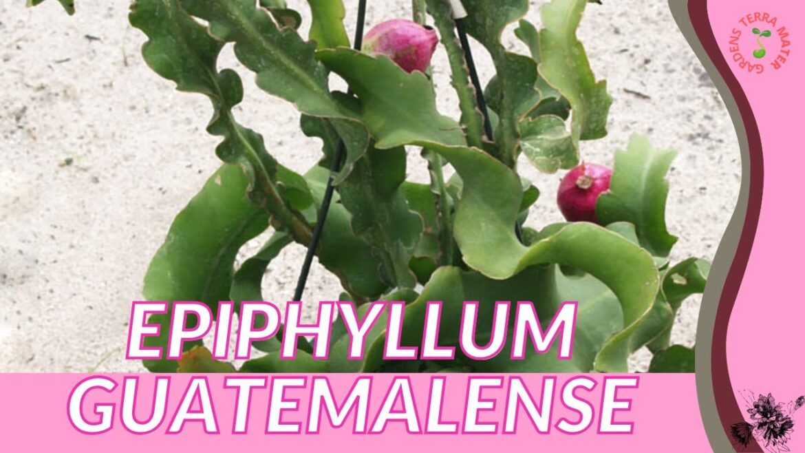 EPIPHYLLUM GUATEMALENSE "ORCHID CACTUS" Information and Growing Tips!