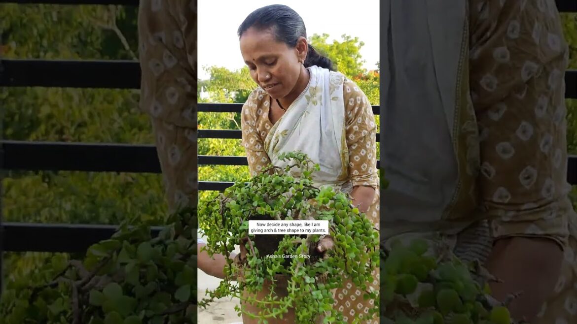 Make Jade Plant Topiary|Container Gardening|जेड प्लांट टॉपिएरी बनाये| #ashasgardenstory#shorts